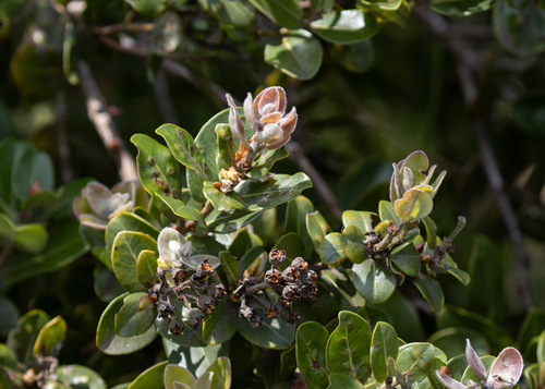 Metrosideros polymorpha observed 2026-09-30
