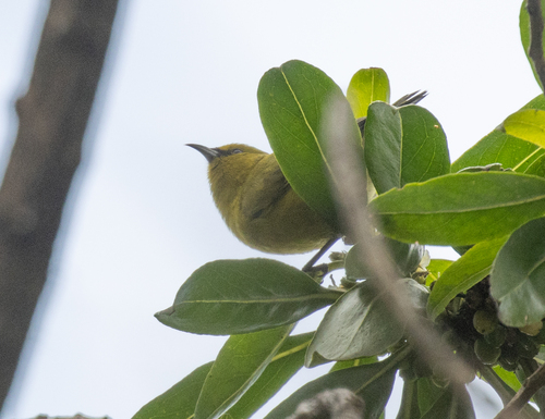 Chlorodrepanis virens observed 2026-09-30