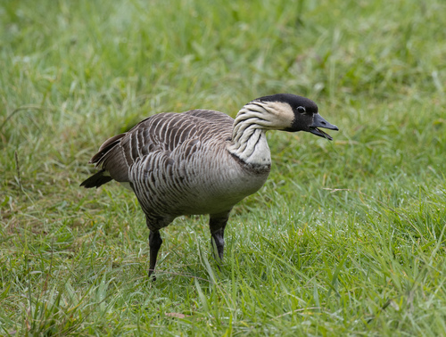 Branta sandvicensis observed 2026-09-30