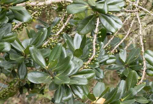 Myrsine lessertiana, 2026-09-30