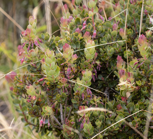 Vaccinium reticulatum observed 2026-09-30