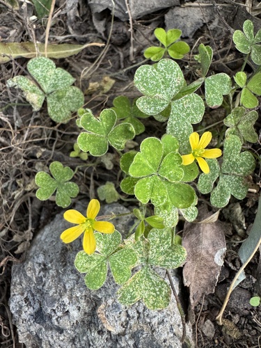 Creeping Woodsorrel