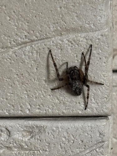 Larinioides ixobolus