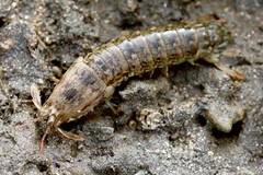 Gonodactylus chiragra