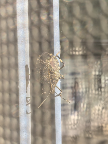 Yellow-spotted Stink Bug