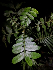 Dysoxylum mollissimum