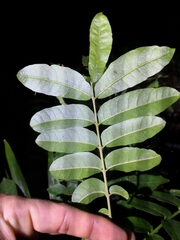 Dysoxylum mollissimum