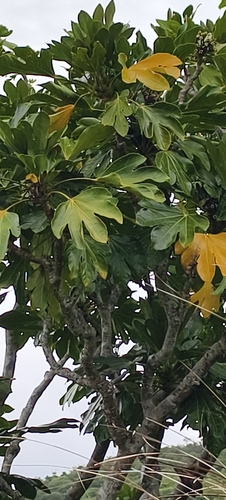 Osmoxylon observed 2026-10-07