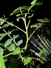 Dysoxylum mollissimum