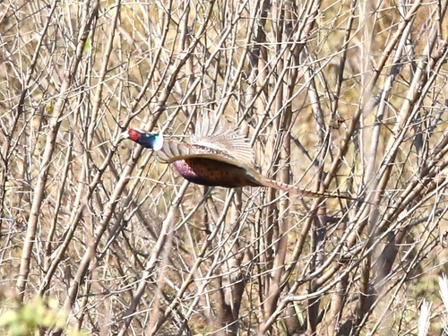 Ring-necked Pheasant