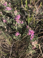 Indigofera hamulosa
