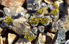 Draba tschuktschorum