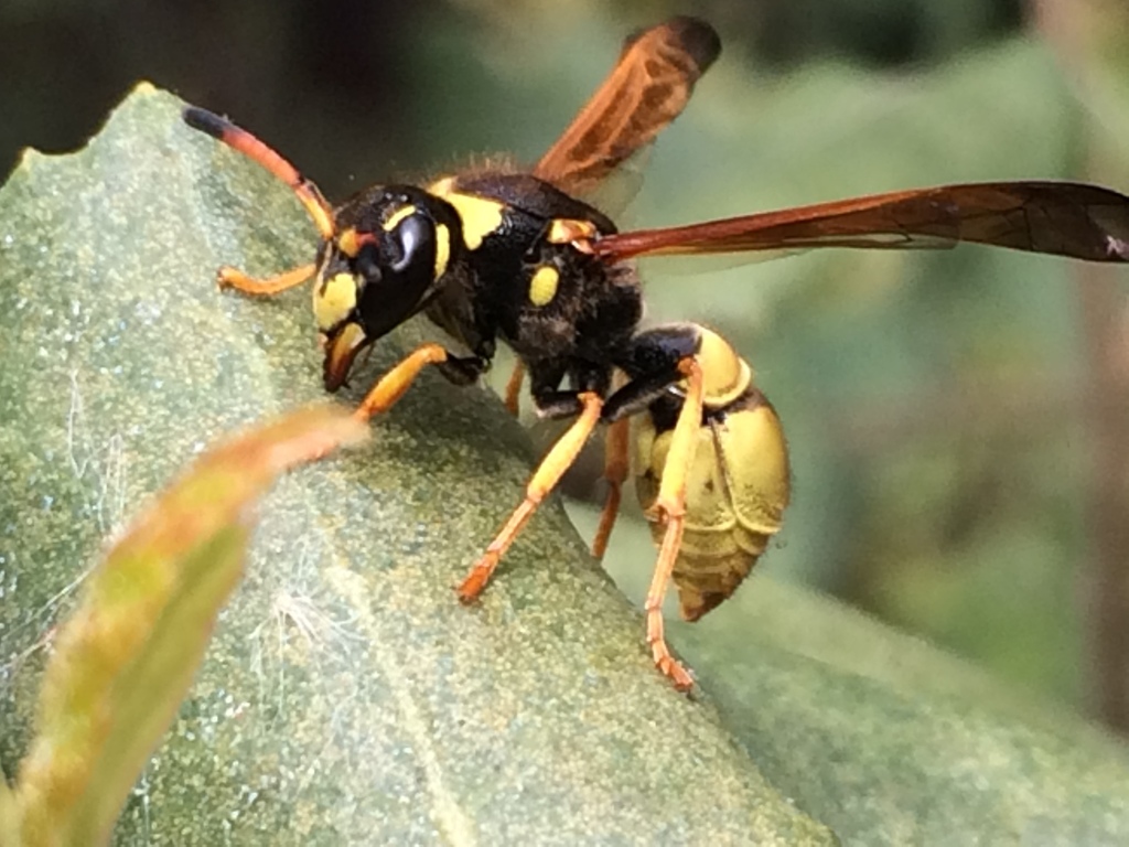 Ancistrocerus lineativentris