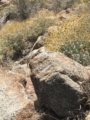 Crotaphytus vestigium