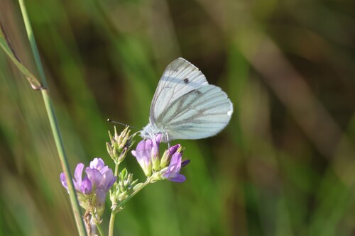 Green-veined White