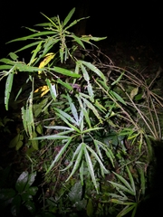 Hibiscus heterophyllus