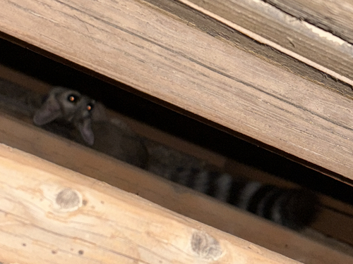 Ringtail