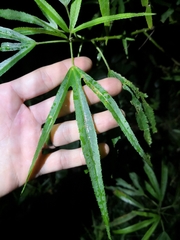 Hibiscus heterophyllus