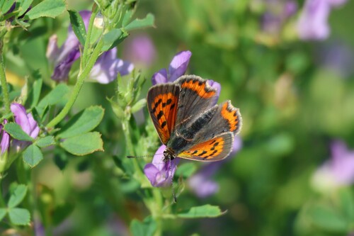 Small Copper