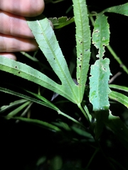 Hibiscus heterophyllus