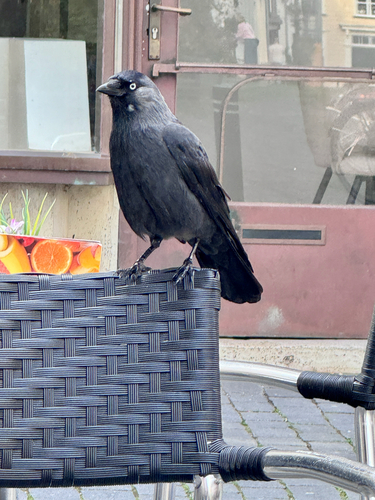 Eurasian Jackdaw