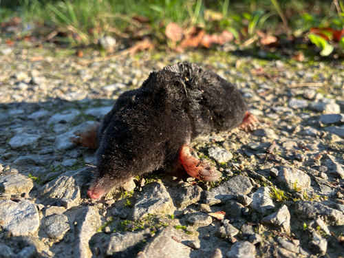 European Mole