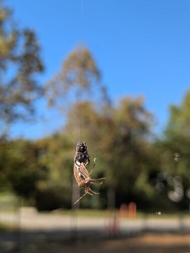 Bold Jumping Spider