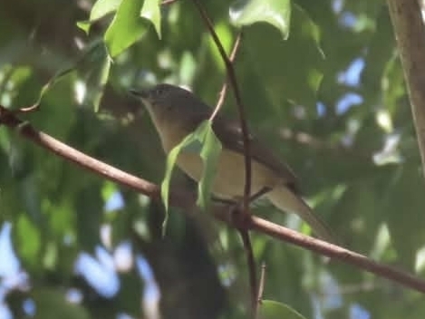 iNaturalist image
