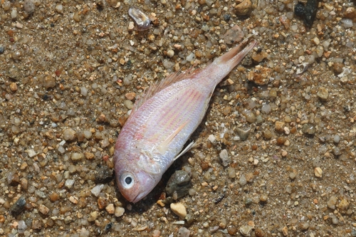 Nemipterus observed 2026-10-07