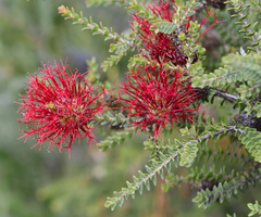 Melaleuca anisandra