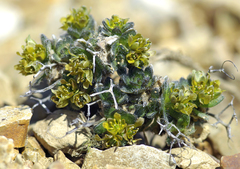 Draba tschuktschorum