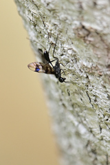 Aulacidae
