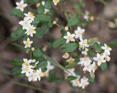 Asterolasia asteriscophora albiflora