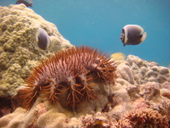 Chaetodon reticulatus