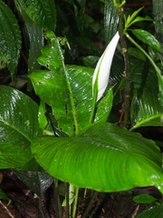 Spathiphyllum