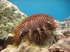 Acanthaster