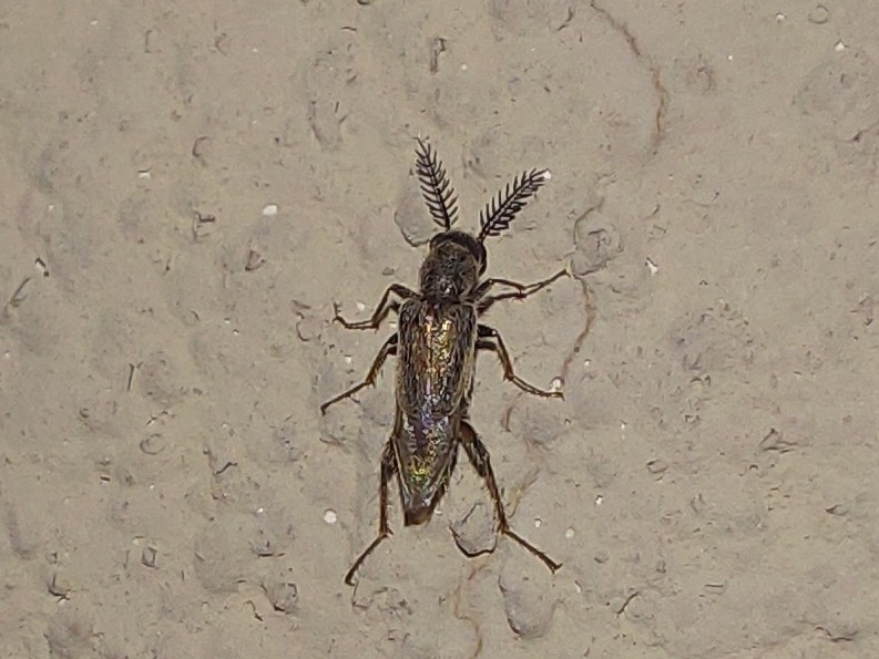 Afreminae
