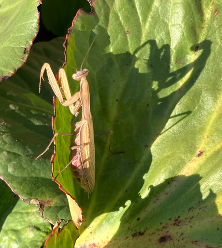 European Mantis