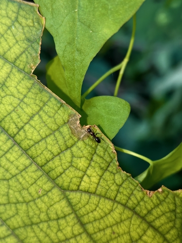 Camponotus vitiosus