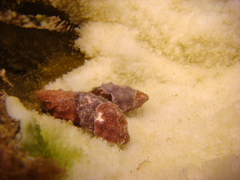 Coralliophilinae