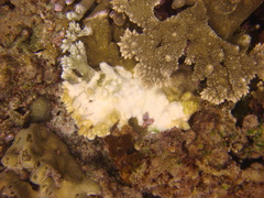 Coralliophilinae