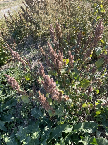 Redroot Amaranth
