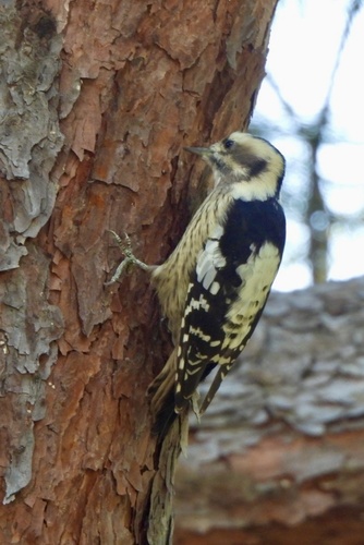 Gray-capped Pygmy Woodpecker