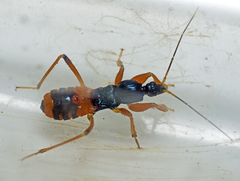 Ectomocoris patricius