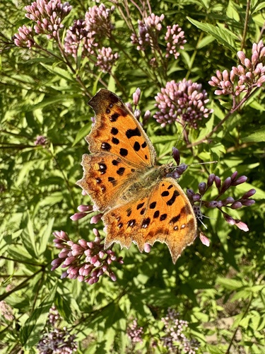 Asian Comma
