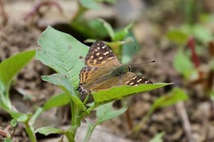 Dodona eugenes