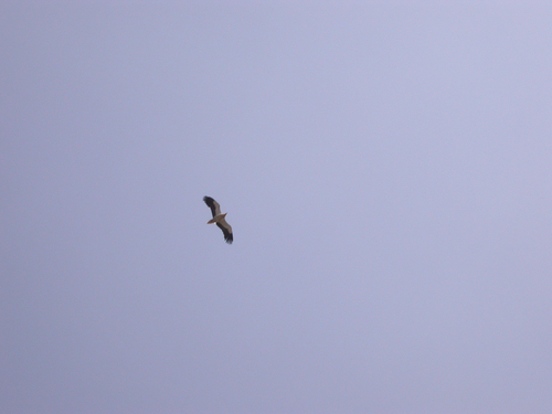 iNaturalist image