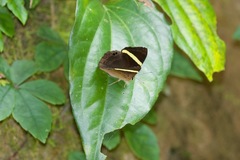 Abisara fylla