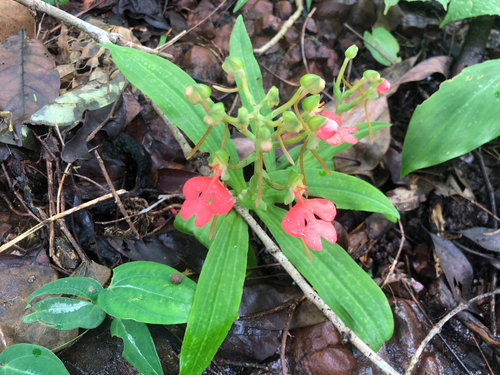 Habenaria rhodocheila, 2026-09-19