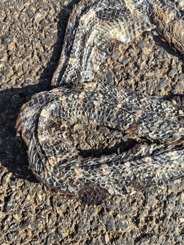 Many-banded Krait